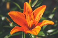 single orange lily